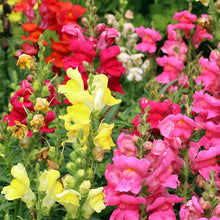 Load image into Gallery viewer, snapdragon seeds - Gardening Plants And Flowers