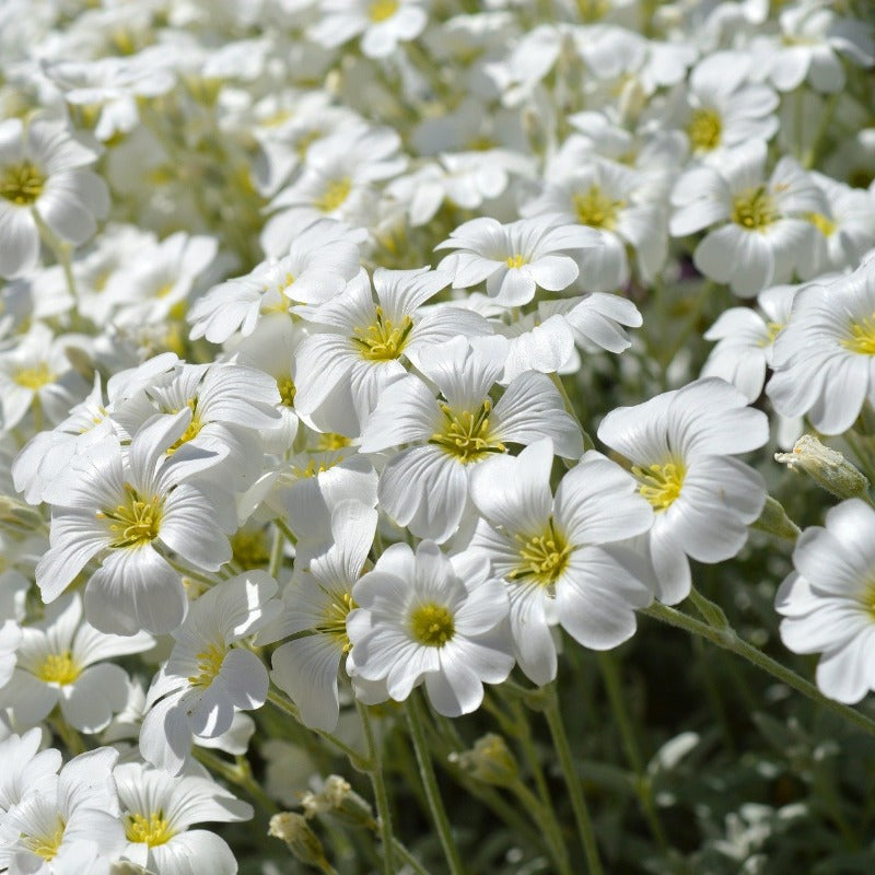 Snow in Summer - Gardening Plants And Flowers