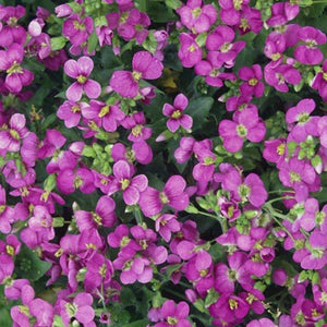 Spring Charm Rock Cress - Gardening Plants And Flowers
