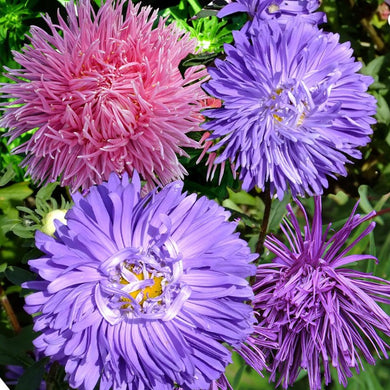 aster crego mix - Gardening Plants and Flowers