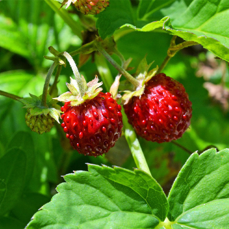 alpine strawberry - Gardening Plants And Flowers