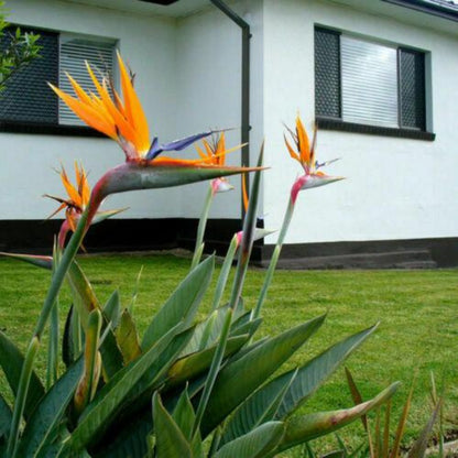 strelitzia nicolai - Gardening Plants And Flowers