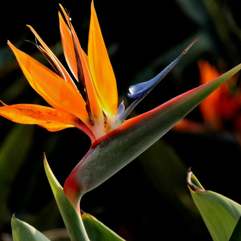 Strelitzia Reginae - Gardening Plants And Flowers