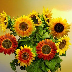 sunflower - Gardening Plants And Flowers