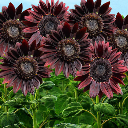 helianthus annuus - Gardening Plants And Flowers