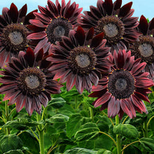 Load image into Gallery viewer, helianthus annuus - Gardening Plants And Flowers
