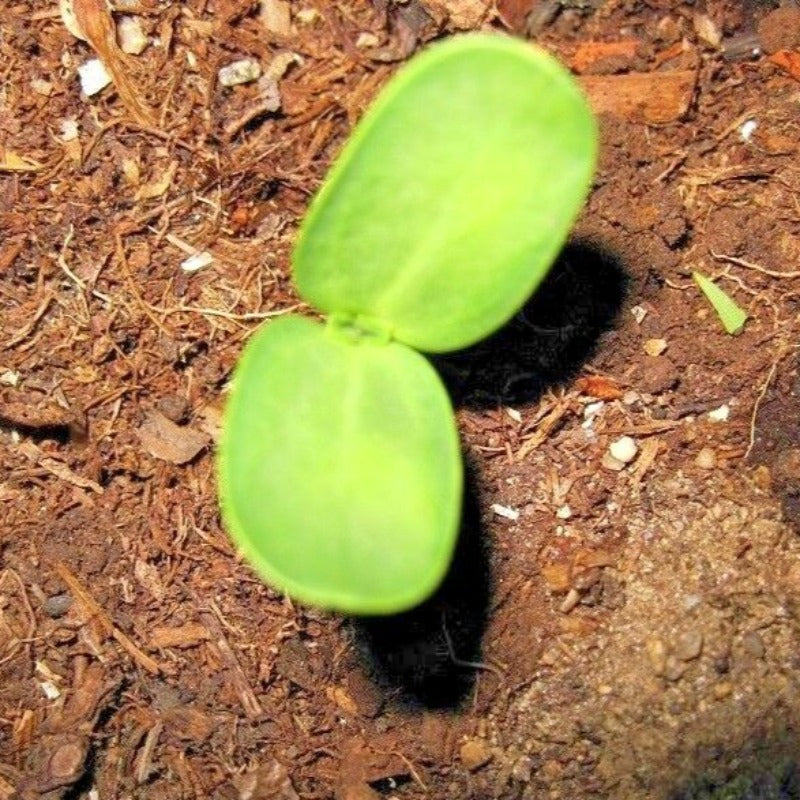 dwarf sunflower seeds - Gardening Plants And Flowers