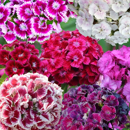 sweet william flower - Gardening Plants And Flowers