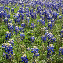 Load image into Gallery viewer, bluebonnet texas flower - Gardening Plants And Flowers