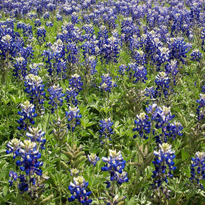 bluebonnet texas flower - Gardening Plants And Flowers