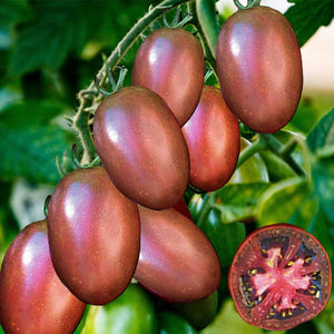 tomato purple - Gardening Plants And Flowers