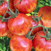 Load image into Gallery viewer, tomato red zebra - Gardening Plants And Flowers