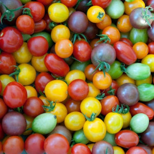 tomato rainbow - Gardening Plants And Flowers