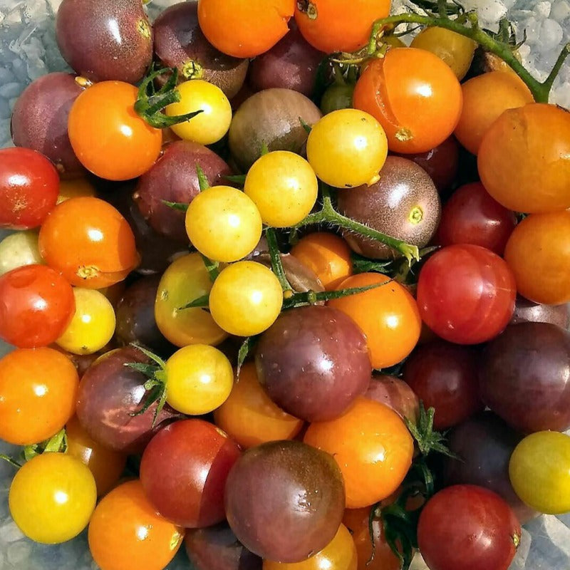 tomato cherry - Gardening Plants And Flowers