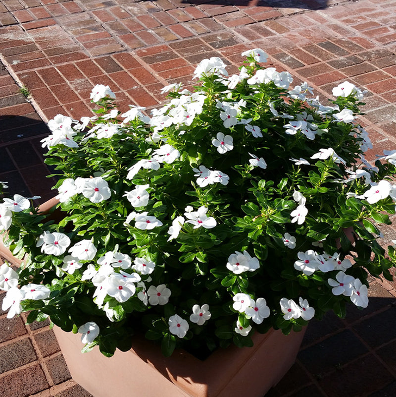 Vinca Bright Eye- Gardening Plants And Flowers