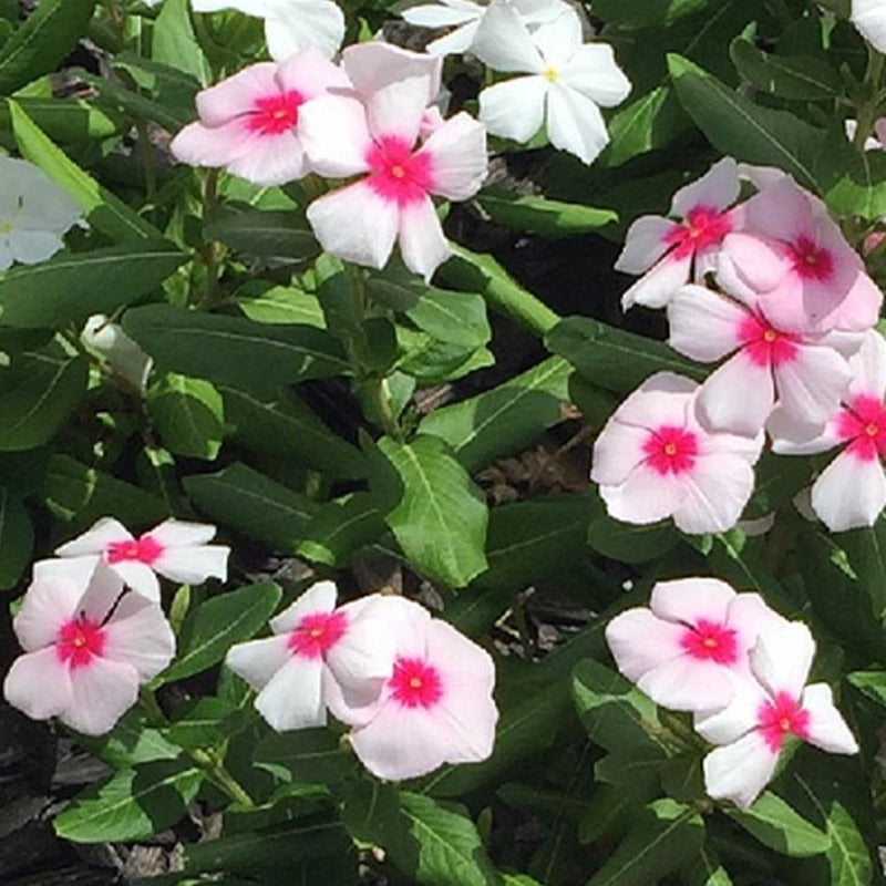 periwinkle plant seeds Periwinkle Seeds - Catharanthus Roseus - Vinca Rosea Dwarf