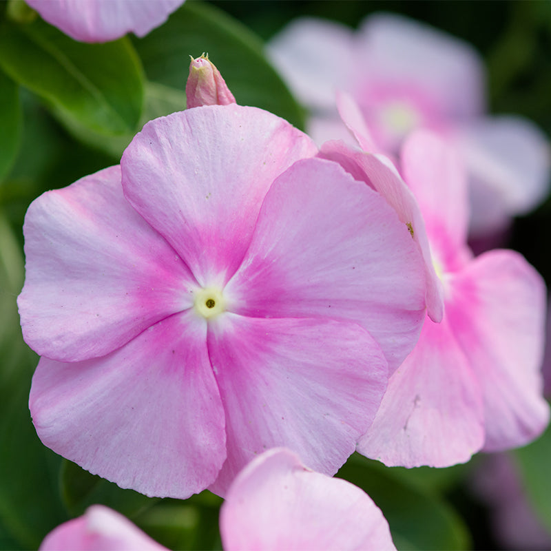 vinca rosea dwarf - Gardening Plants And Flowers