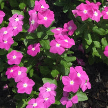 Load image into Gallery viewer, annual vinca - Gardening Plants And Flowers