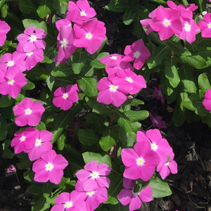 annuals vinca - Gardening Plants And Flowers