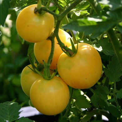 peach tomato seeds - Gardening Plants and Flowers