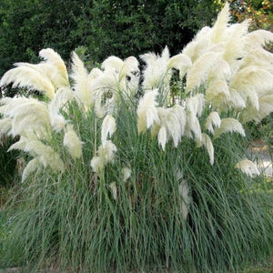white pampas grass - Gardening Plants And Flowers