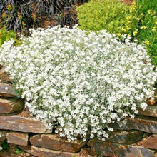 Load image into Gallery viewer, white rock cress seeds - Gardening Plants And Flowers