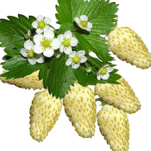 Load image into Gallery viewer, white soul strawberry seeds - Gardening Plants and Flowers