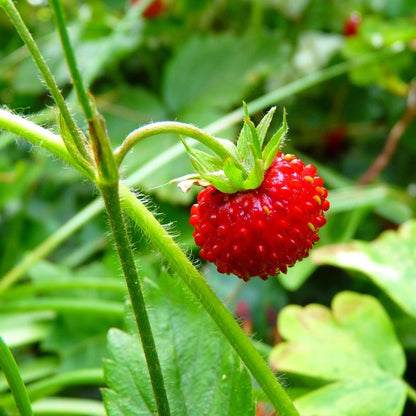 wild strawberry seeds - Gardening Plants And Flowers