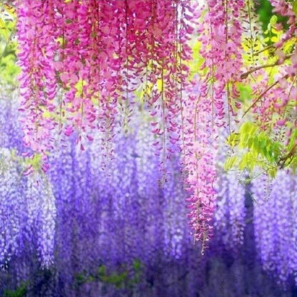 Wisteria Vine - Gardening Plants And Flowers