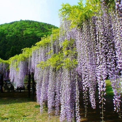 Wisteria Climbing Vine Flower - Gardening Plants And Flowers