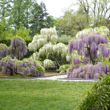 Load image into Gallery viewer, wisteria - Gardening Plants And Flowers
