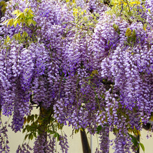 Load image into Gallery viewer, wisteria - Gardening Plants And Flowers