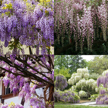 Load image into Gallery viewer, wisteria seeds - Gardening Plants And Flowers