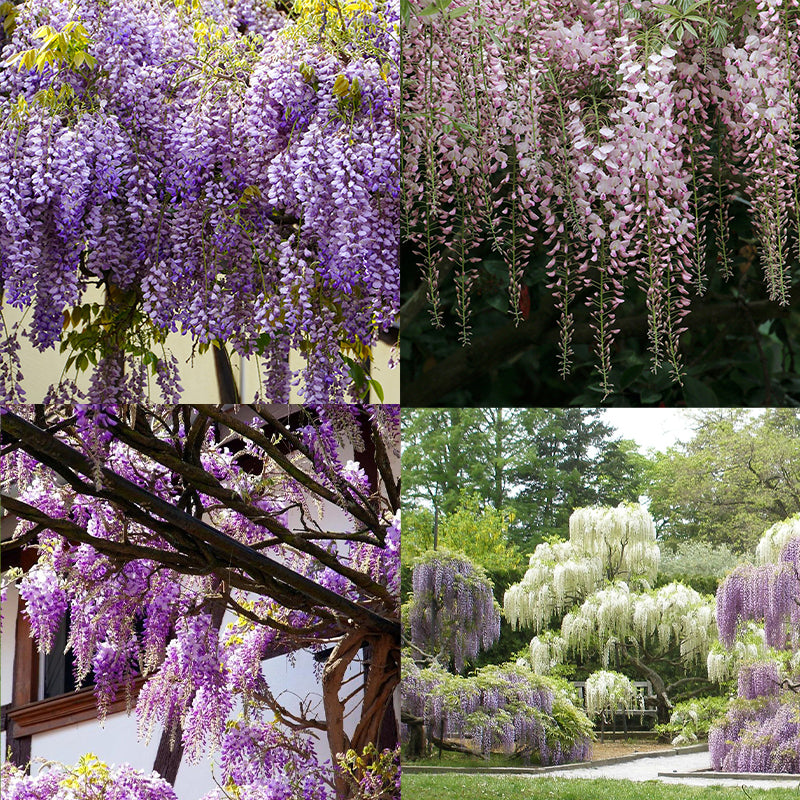 wisteria seeds - Gardening Plants And Flowers