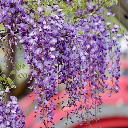 Wisteria Vine - Gardening Plants And Flowers