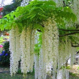 wisteria bonsai - Gardening Plants And Flowers