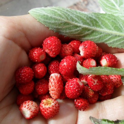 woods strawberry - Gardening Plants And Flowers