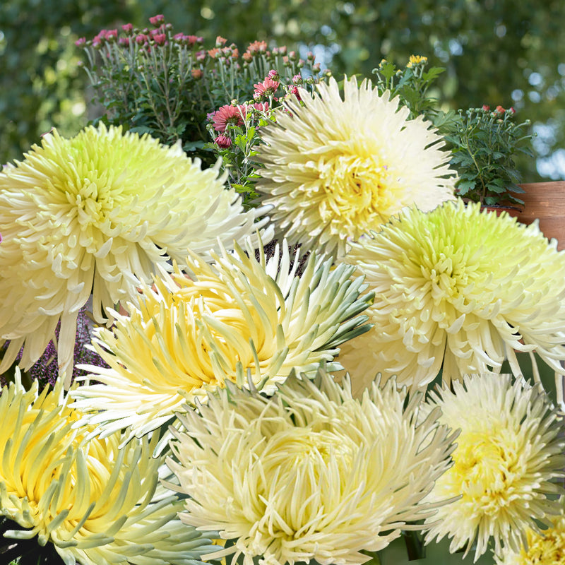 Yellow Asters - Gardening Plants and Flowers 