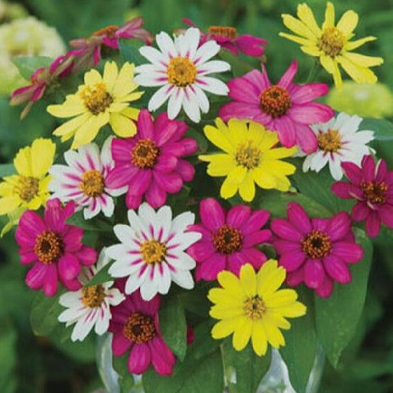 zinnia seeds - Gardening Plants And Flowers