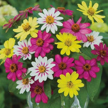 Load image into Gallery viewer, zinnia seeds - Gardening Plants And Flowers