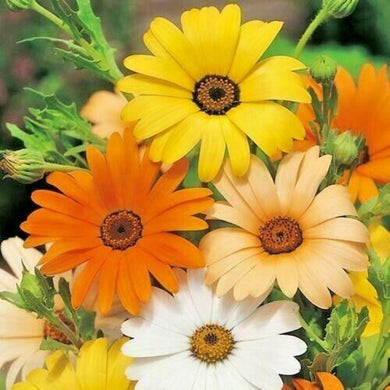 african daisy seeds - Gardening Plants And Flowers