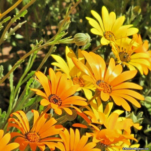 african daisy - Gardening Plants And Flowers