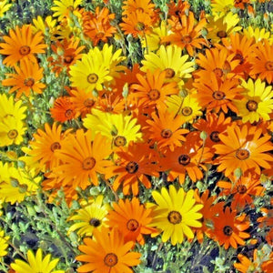 african daisy mix - Gardening Plants And Flowers