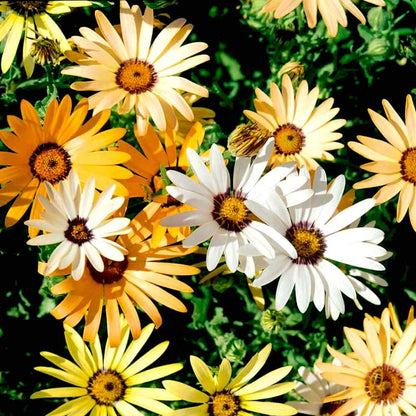 african daisy seeds for sale - Gardening Plants And Flowers