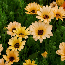 Load image into Gallery viewer, african daisy salmon - Gardening Plants And Flowers