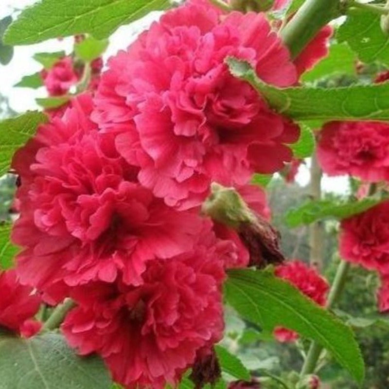 alcea rosea - Gardening Plants And Flowers