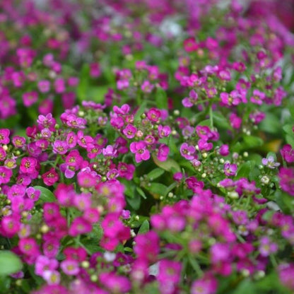 lobularia maritima sweet alyssum - Gardening Plants And Flowers