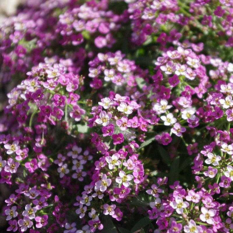Alyssum Seeds - Cheers Paprika - 100 Seeds For Ground Cover & Flower Beds