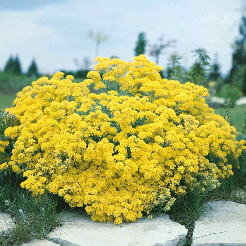 alyssum seeds - Gardening Plants And Flowers