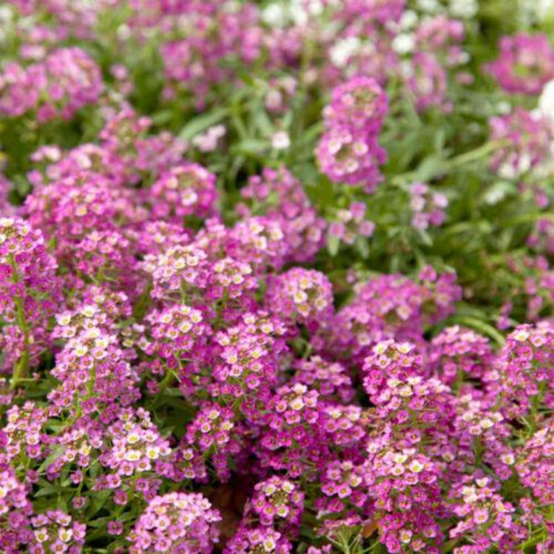 alyssum royal carpet - Gardening Plants And Flowers